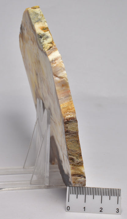 OPALISED WOOD SLICE, Polished Oligocene, Springsure Qld, Australia S708