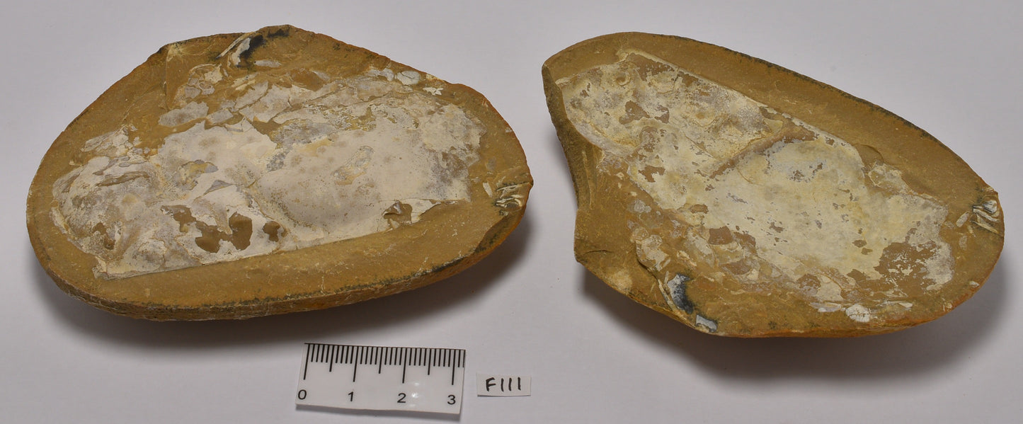 Phyllocarid Crustacean Fossil Pair (F111)