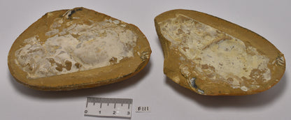 Phyllocarid Crustacean Fossil Pair (F111)