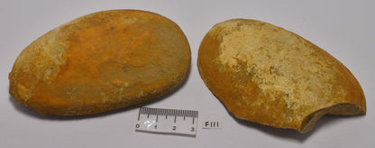 Phyllocarid Crustacean Fossil Pair (F111)