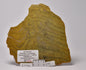 STROMATOLITE Kussiella cf. kussiensis, Paleoproterozoic, CANADA, (S1046)