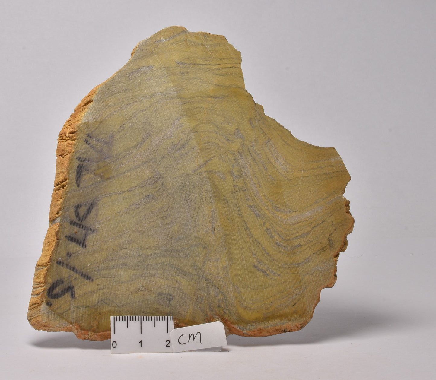 STROMATOLITE Kussiella cf. kussiensis, Paleoproterozoic, CANADA, (S1046)