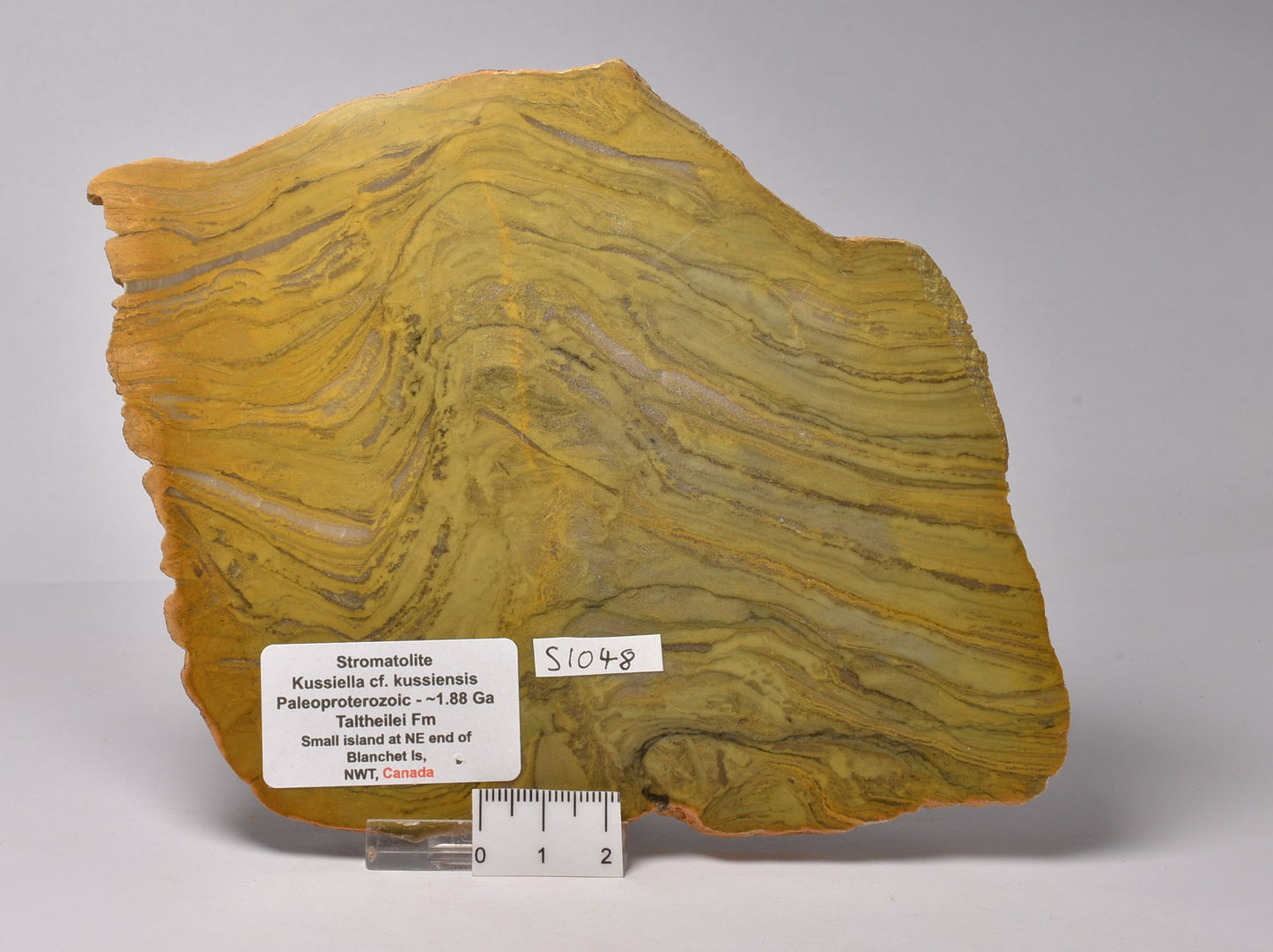 STROMATOLITE Kussiella cf. kussiensis, Paleoproterozoic, CANADA, (S1048)