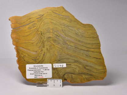 STROMATOLITE Kussiella cf. kussiensis, Paleoproterozoic, CANADA, (S1048)