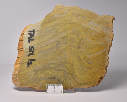 STROMATOLITE Kussiella cf. kussiensis, Paleoproterozoic, CANADA, (S1048)