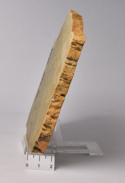 STROMATOLITE Kussiella cf. kussiensis, Paleoproterozoic, CANADA, (S1048)