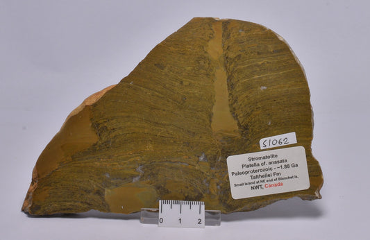 STROMATOLITE Platella cf. anasata, Paleoproterozoic, CANADA, S1062