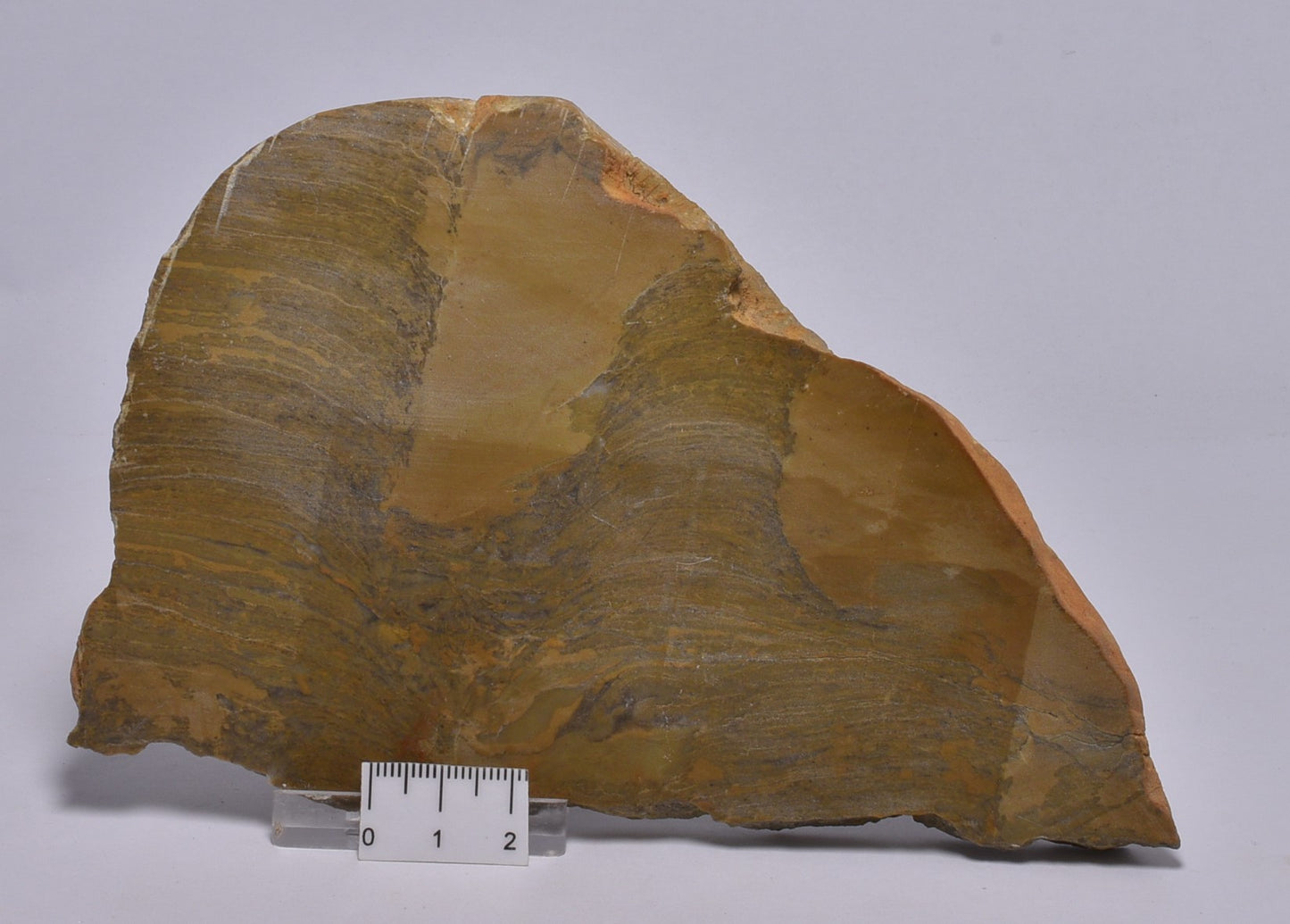 STROMATOLITE Platella cf. anasata, Paleoproterozoic, CANADA, S1062