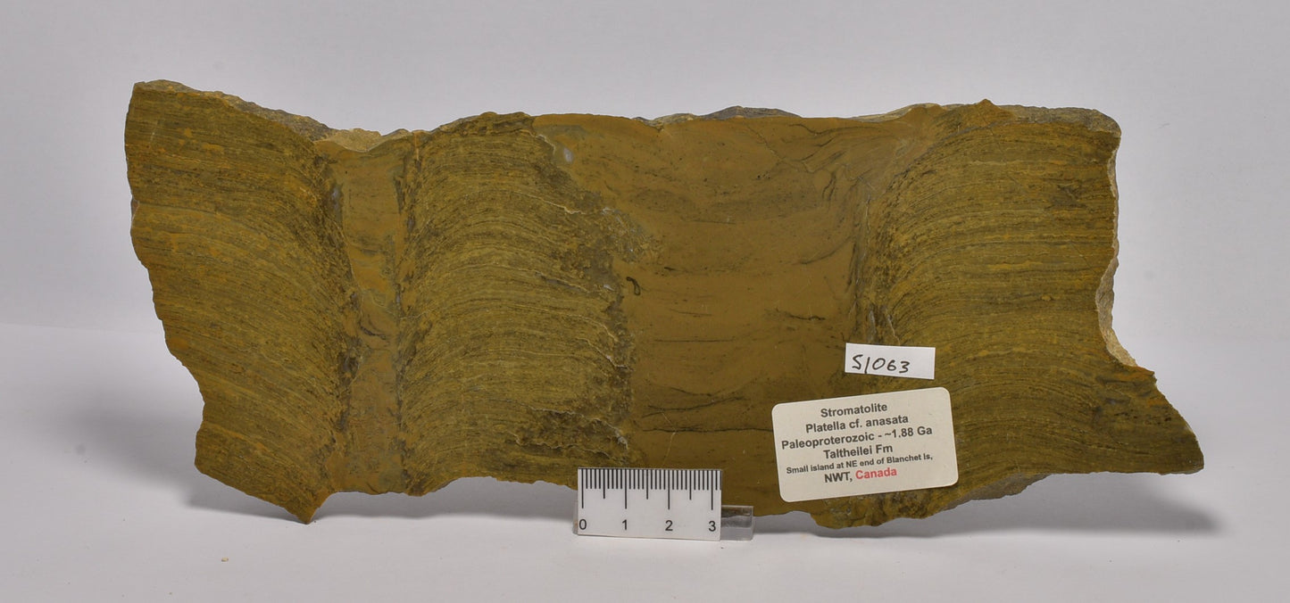 STROMATOLITE Platella cf. anasata, Paleoproterozoic, CANADA, S1063