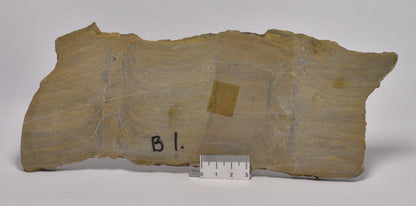 STROMATOLITE Platella cf. anasata, Paleoproterozoic, CANADA, S1063