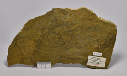 STROMATOLITE Platella cf. anasata, Paleoproterozoic, CANADA, S1064