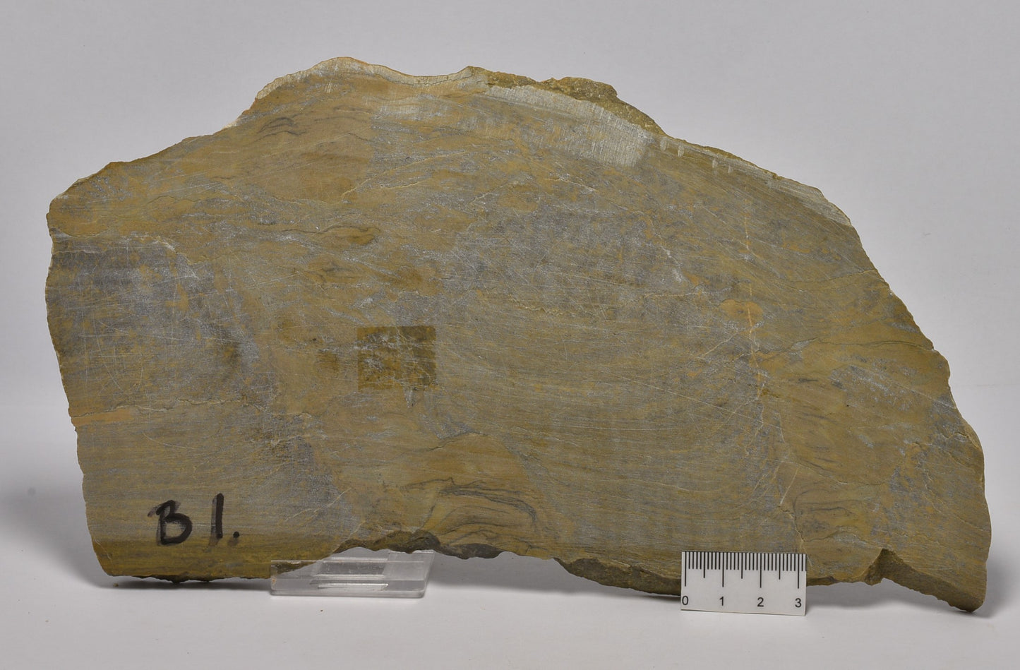 STROMATOLITE Platella cf. anasata, Paleoproterozoic, CANADA, S1064