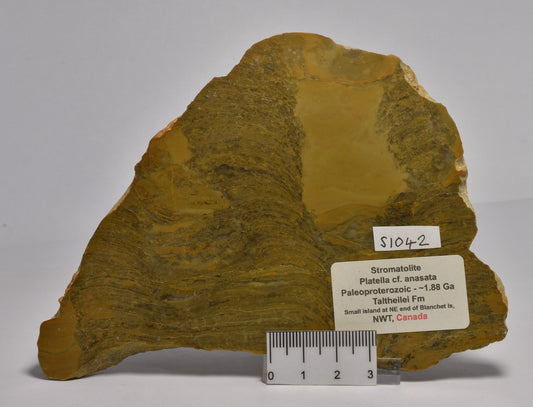 STROMATOLITE Platella cf. anasata, Paleoproterozoic, CANADA, (S1042)