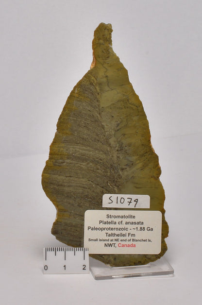 STROMATOLITE Platella cf. anasata, Paleoproterozoic, CANADA, S1079