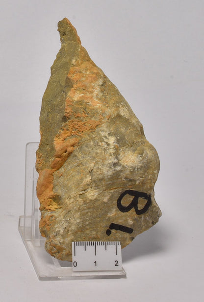 STROMATOLITE Platella cf. anasata, Paleoproterozoic, CANADA, S1079