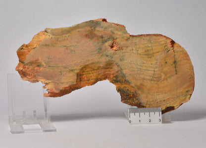 MICROBIAL MAT, Stromatolite STRELLEY POOL SLICE, 3.43 byo, Australia S1107