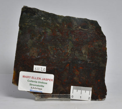 MARY ELLEN JASPER STROMATOLITE, Collenia undosa, S1120