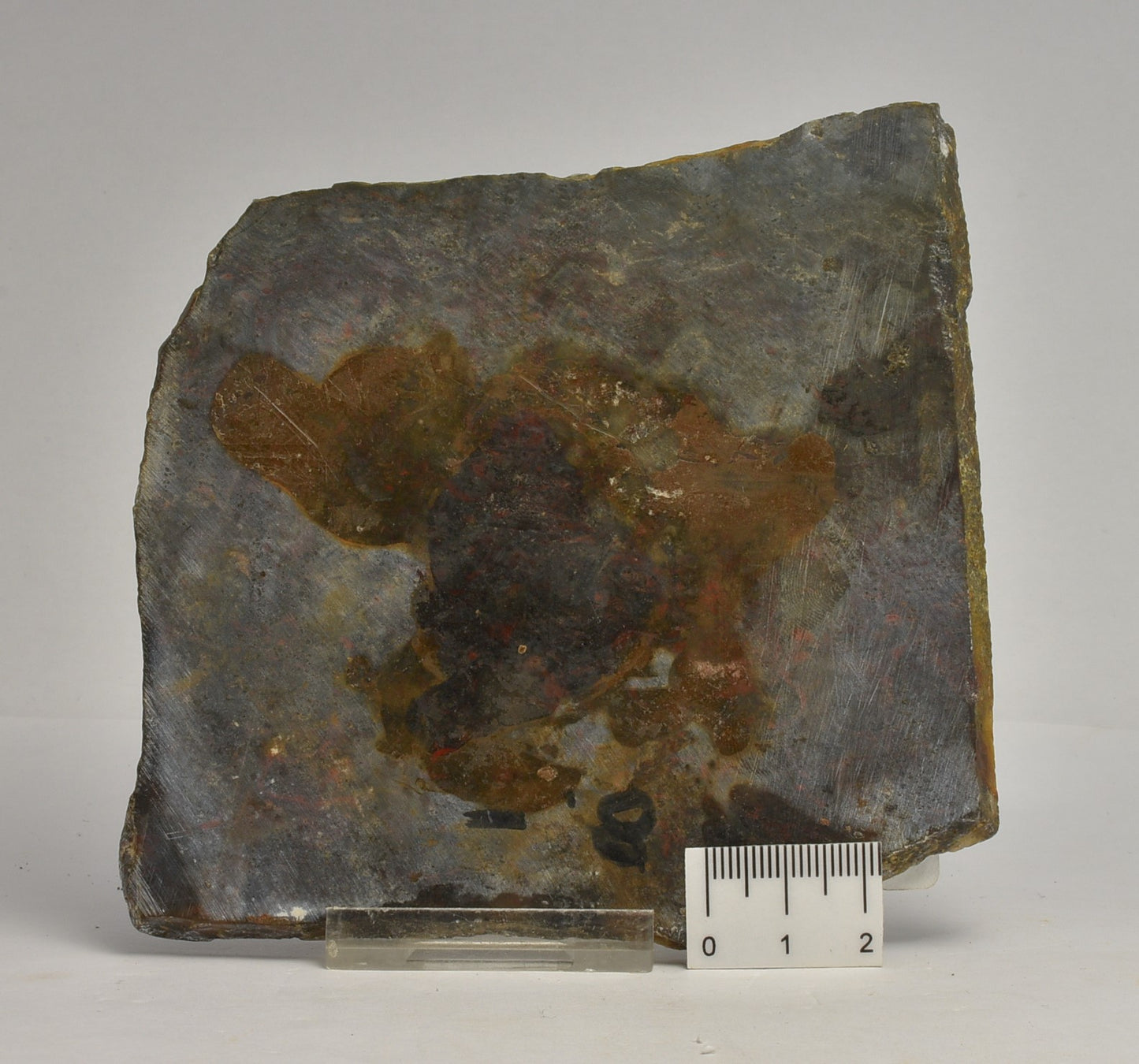 MARY ELLEN JASPER STROMATOLITE, Collenia undosa, S1120