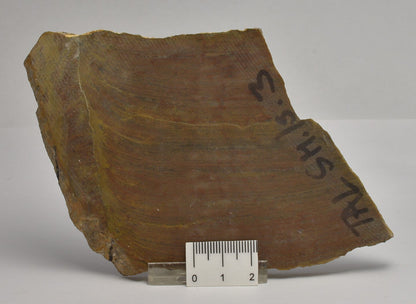 STROMATOLITE Platella cf. anasata, Paleoproterozoic, CANADA, (S1180)