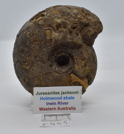 AMMONITE JURESANITES JACKSONI HOLMWOOD SHALE IRWIN RIVER WESTERN AUSTRALIA F455