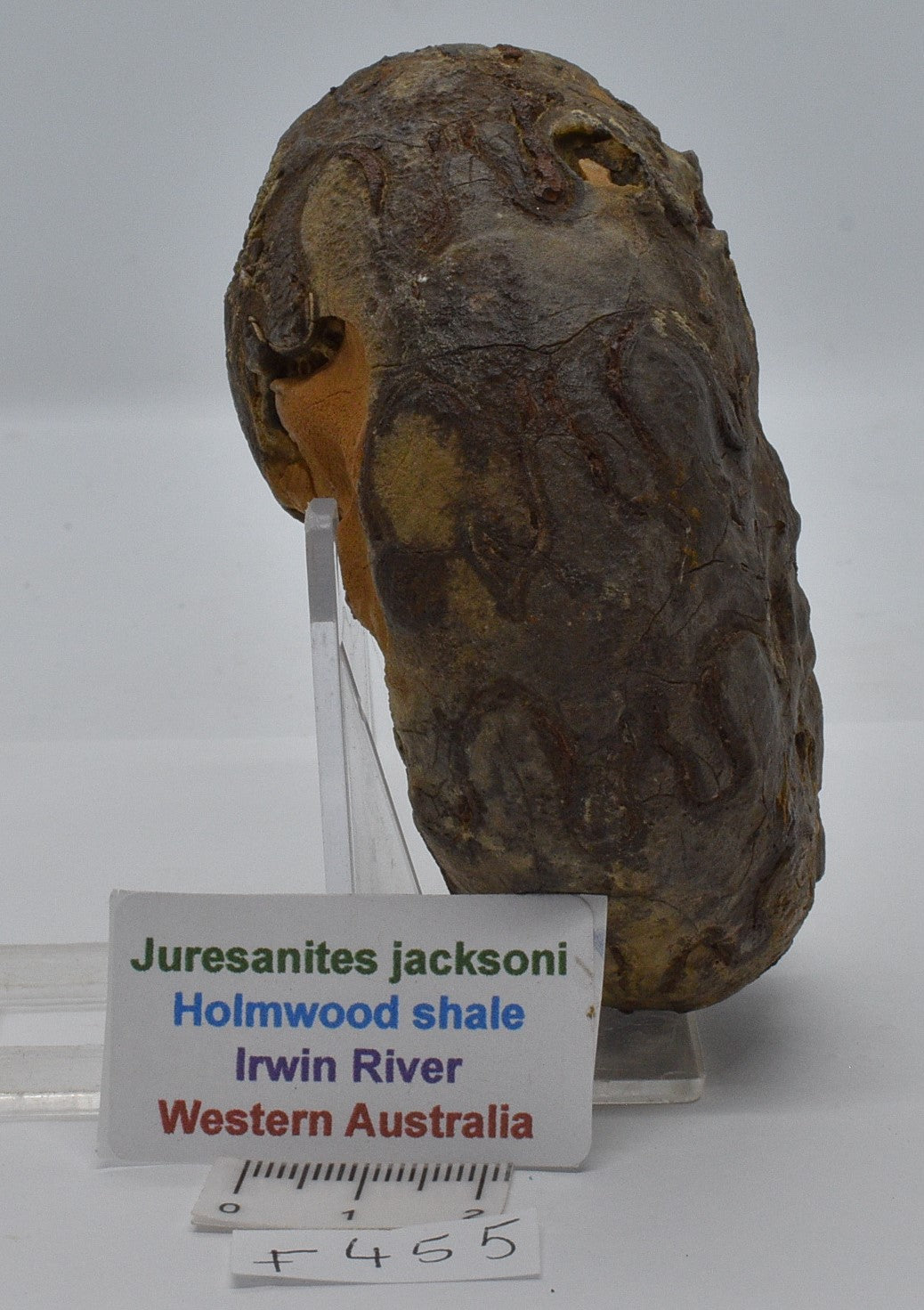 AMMONITE JURESANITES JACKSONI HOLMWOOD SHALE IRWIN RIVER WESTERN AUSTRALIA F455