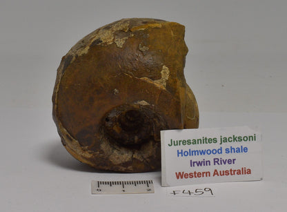 AMMONITE JURESANITES JACKSONI HOLMWOOD SHALE IRWIN RIVER WESTERN AUSTRALIA F459