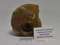 AMMONITE JURESANITES JACKSONI HOLMWOOD SHALE IRWIN RIVER WESTERN AUSTRALIA F459