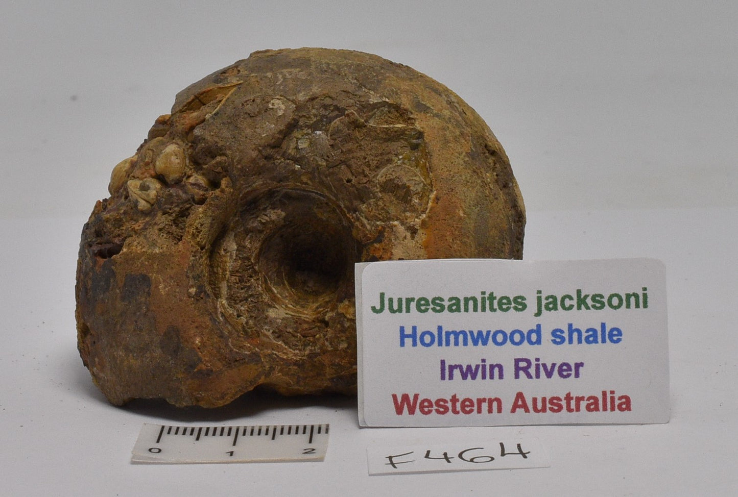 AMMONITE JURESANITES JACKSONI HOLMWOOD SHALE IRWIN RIVER WESTERN AUSTRALIA F464