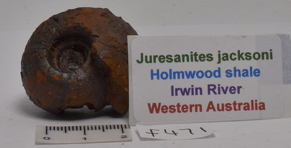 AMMONITE JURESANITES JACKSONI HOLMWOOD SHALE IRWIN RIVER WESTERN AUSTRALIA F471