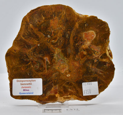 FOSSIL WOOD, Donponoxylon Bennettii Jurassic miles QUEENSLAND, AUSTRALIA F472