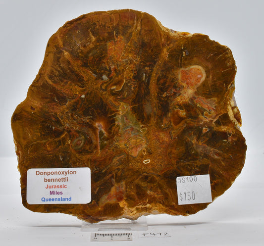 FOSSIL WOOD, Donponoxylon Bennettii Jurassic miles QUEENSLAND, AUSTRALIA F472