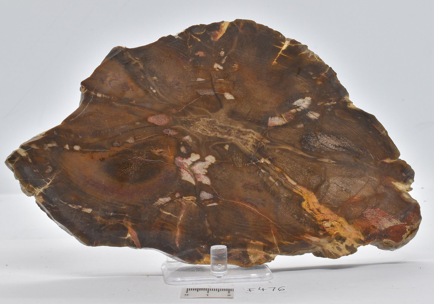 FOSSIL WOOD, Donponoxylon Bennettii Jurassic miles QUEENSLAND, AUSTRALIA F476