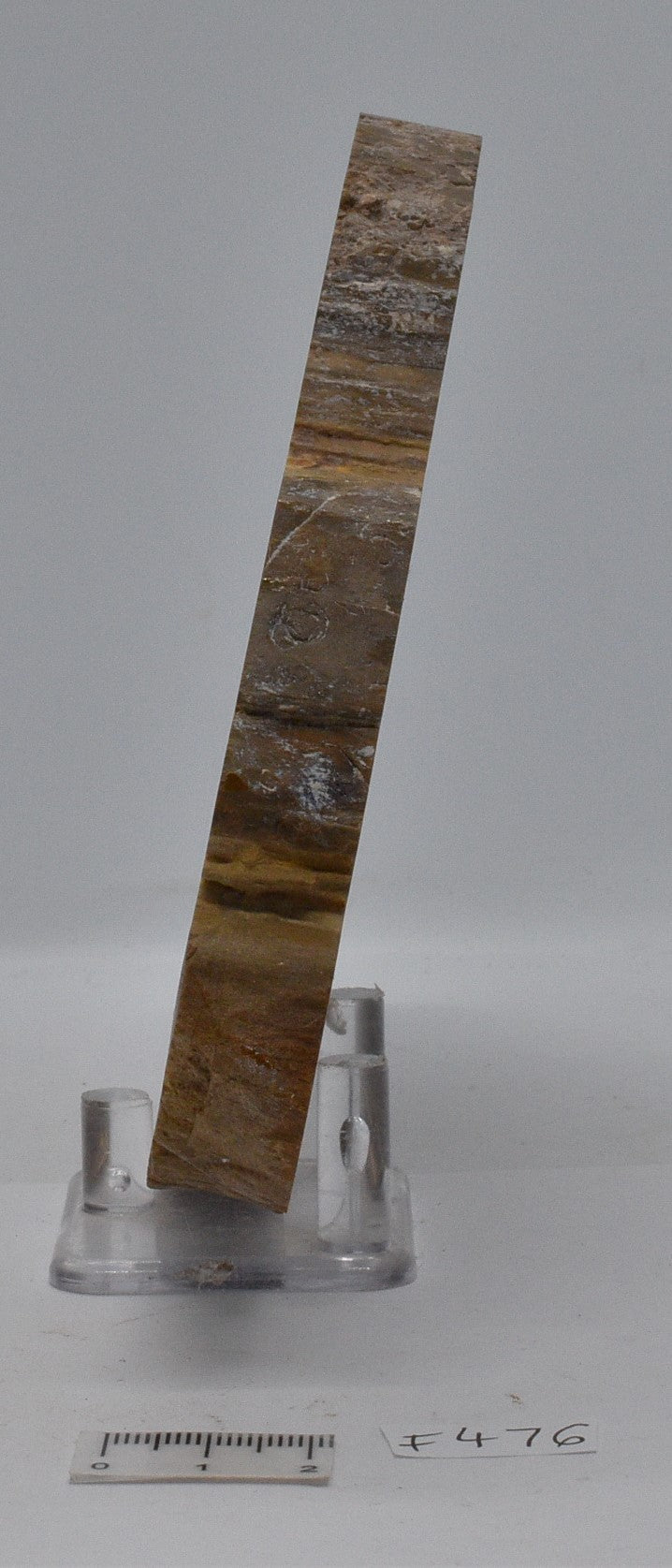 FOSSIL WOOD, Donponoxylon Bennettii Jurassic miles QUEENSLAND, AUSTRALIA F476