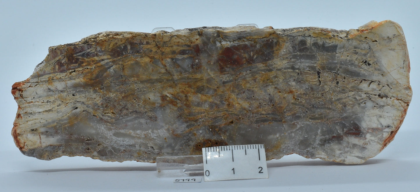 STROMATOLITE Microbial Fossil Mat Dresser Formation, Australia SLICE S799