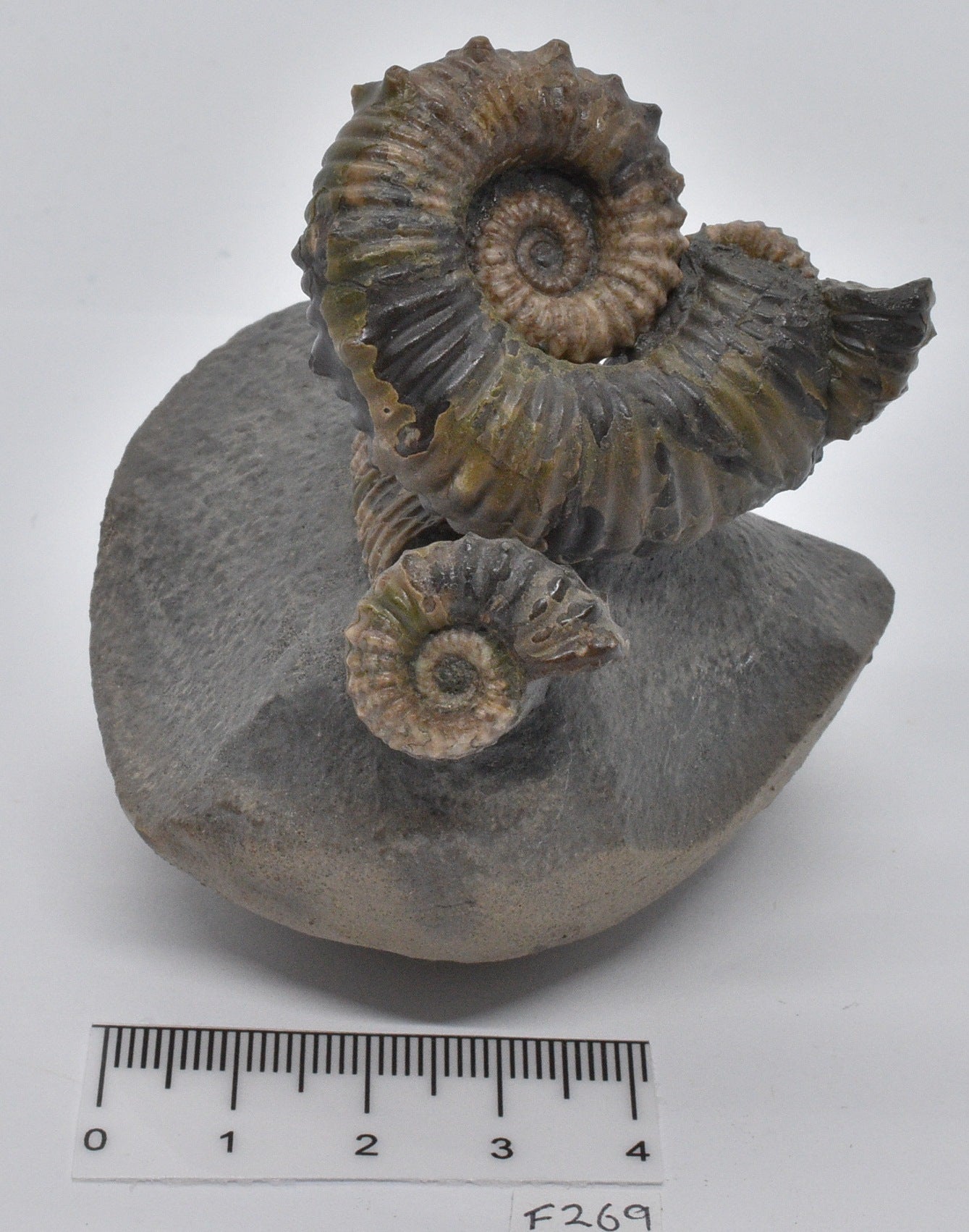 AMMONITE, TONOHAMITES TAYLORI, WALSH RIVER, AUSTRALIA F269