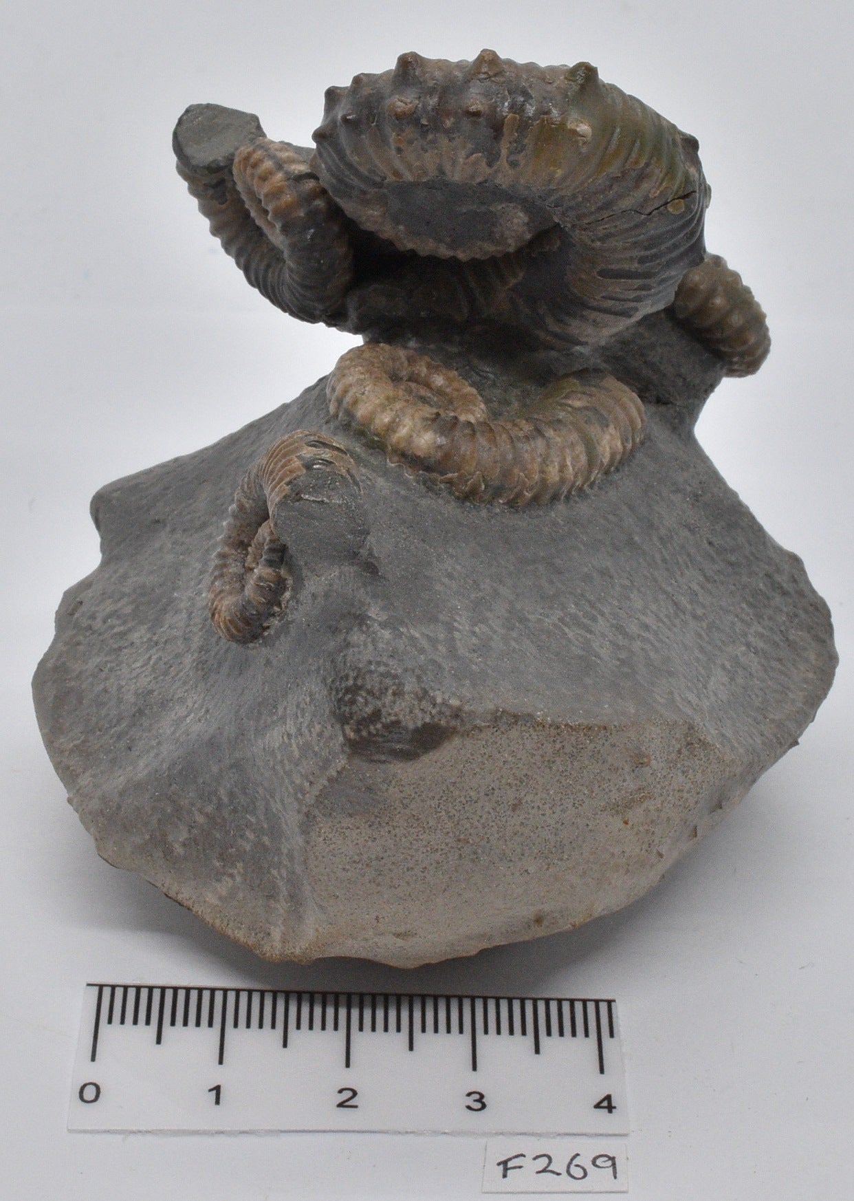 AMMONITE, TONOHAMITES TAYLORI, WALSH RIVER, AUSTRALIA F269