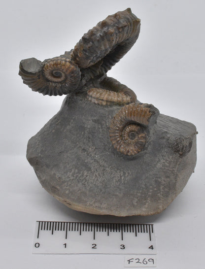 AMMONITE, TONOHAMITES TAYLORI, WALSH RIVER, AUSTRALIA F269