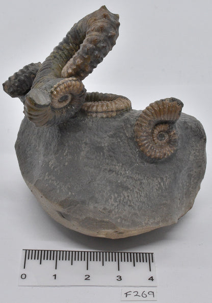 AMMONITE, TONOHAMITES TAYLORI, WALSH RIVER, AUSTRALIA F269