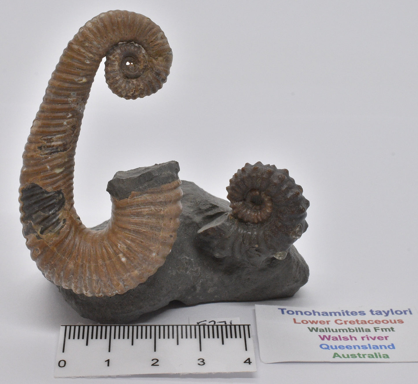 AMMONITE, TONOHAMITES TAYLORI, WALSH RIVER, AUSTRALIA F271