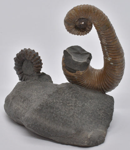 AMMONITE, TONOHAMITES TAYLORI, WALSH RIVER, AUSTRALIA F271