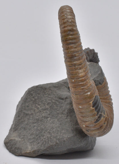 AMMONITE, TONOHAMITES TAYLORI, WALSH RIVER, AUSTRALIA F271