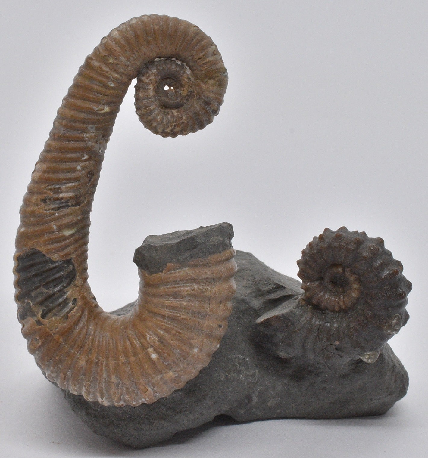 AMMONITE, TONOHAMITES TAYLORI, WALSH RIVER, AUSTRALIA F271