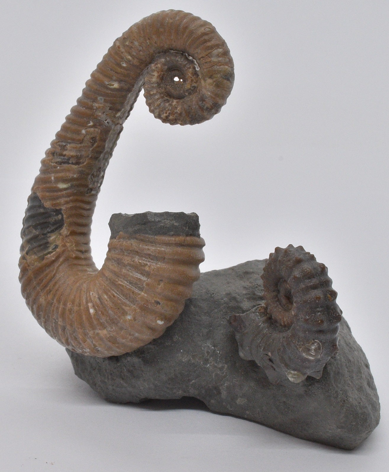 AMMONITE, TONOHAMITES TAYLORI, WALSH RIVER, AUSTRALIA F271