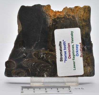 Devonian "Horse Tooth" STROMATOLITE, Lower Flagstones Fmt, Scotland S46