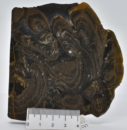 Devonian "Horse Tooth" STROMATOLITE, Lower Flagstones Fmt, Scotland S47