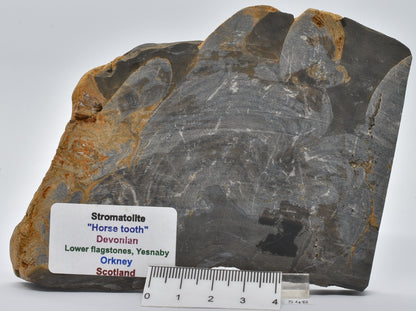 Devonian "Horse Tooth" STROMATOLITE, Lower Flagstones Fmt, Scotland S48