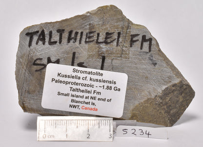 STROMATOLITE Kussiella cf. kussiensis, Paleoproterozoic, CANADA, (S234)