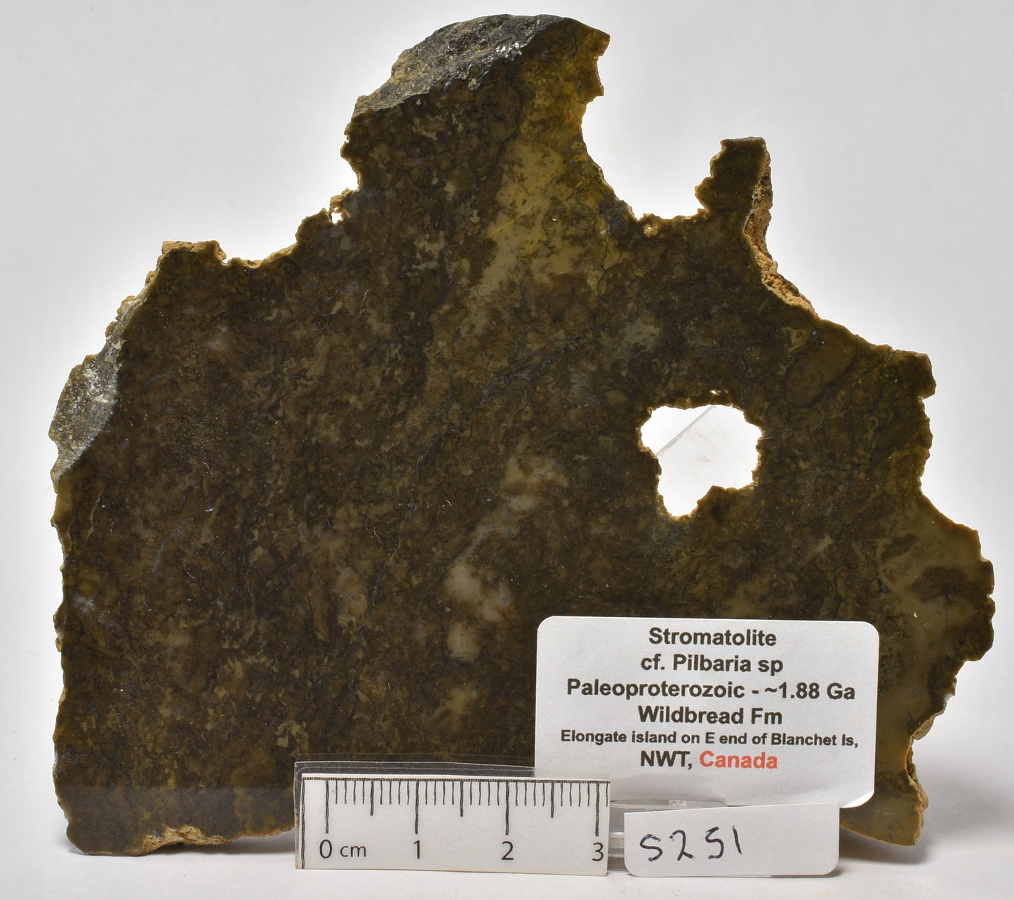 STROMATOLITE Slice cf. Pilbaria sp, Paleoproterozoic 1.88 Ga (S251)