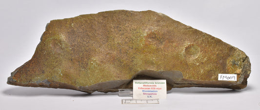 FOSSIL BELTANELLIFORMIS BRONZAE FM009