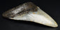 CAECHARODON MEGALODON SHARK TOOTH 98 grams F404